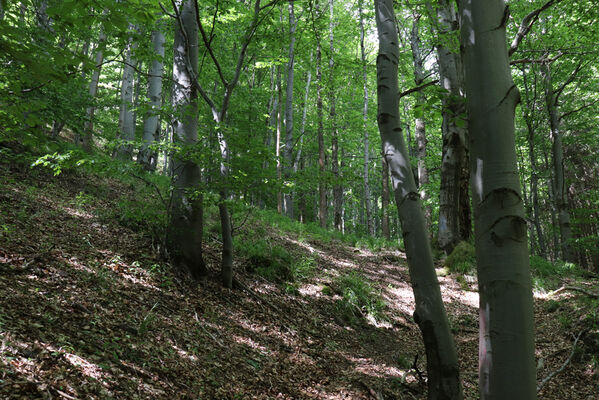 Bernartice, 2.6.2022
Nad Bečkovem. Vraní hory - Čertova rokle.
Klíčová slova: Bernartice Bečkov Vraní hory