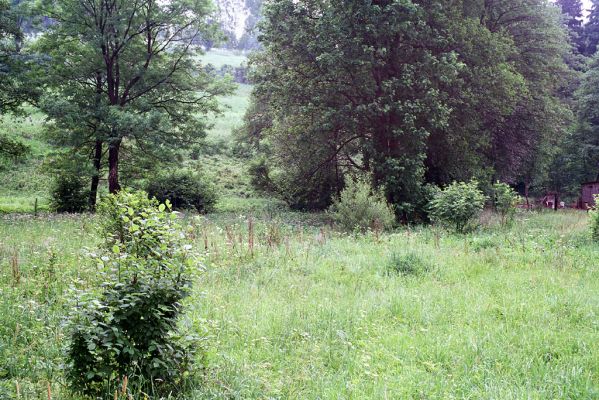 Bernartice, 7.6.2003
Pobřežní porost u Ličné.
Klíčová slova: Bernartice Ličná Aplotarsus angustulus