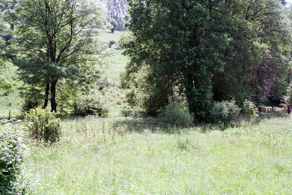 Bernartice, 6.6.2003
Pobřežní porost u Ličné.
Klíčová slova: Bernartice Ličná Aplotarsus angustulus