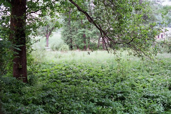 Bernartice, 6.6.2003
Pobřežní porost u soutoku Ličné a Lampertického potoka.
Mots-clés: Bernartice Ličná Aplotarsus angustulus