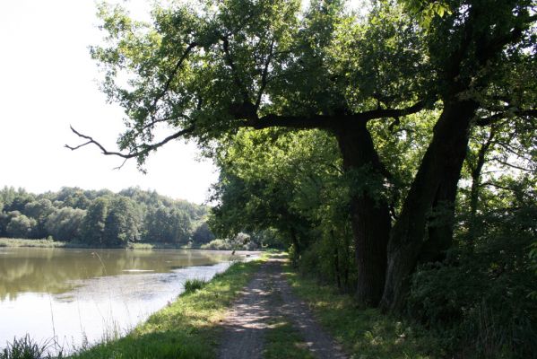 Běstvina, 23.8.2012
Rybník Šanda - hráz.



Klíčová slova: Běstvina rybník Šanda