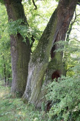 Běstvina, 23.8.2012
Rybník Šanda - hráz.


Klíčová slova: Běstvina rybník Šanda
