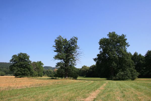Běstvina, 23.8.2012
Duby u Hluboše.


Klíčová slova: Běstvina Hluboš