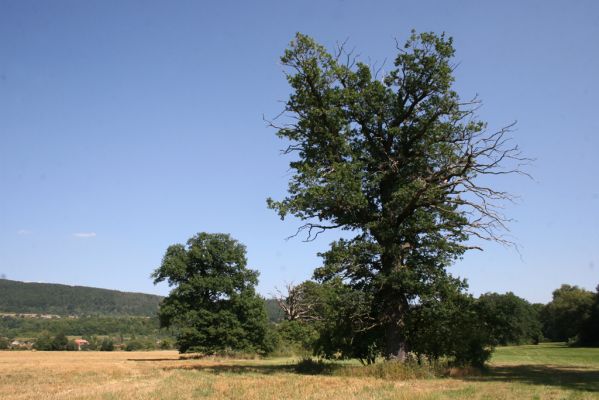 Běstvina, 23.8.2012
Duby u Hluboše.



Klíčová slova: Běstvina Hluboš
