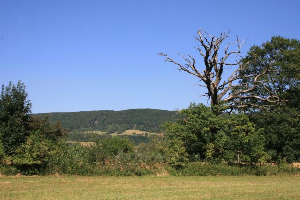 Běstvina, 23.8.2012
Duby u Hluboše.



Klíčová slova: Běstvina Hluboš