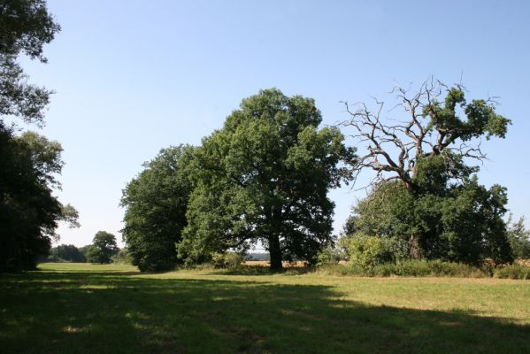Běstvina, 23.8.2012
Duby u Hluboše.



Klíčová slova: Běstvina Hluboš