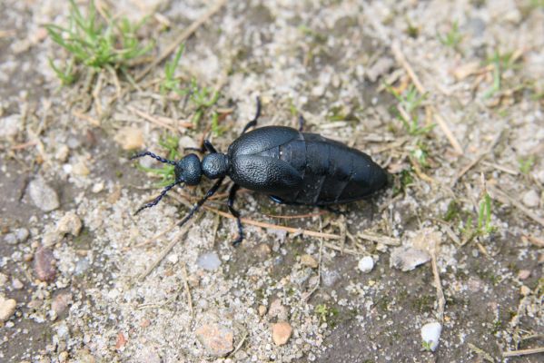 Bezděkov, 6.5.2017
Písčitá cesta pod eletrovody - Meloe proscarabeus.
Klíčová slova: Bezděkov elektrovody Meloe proscarabeus