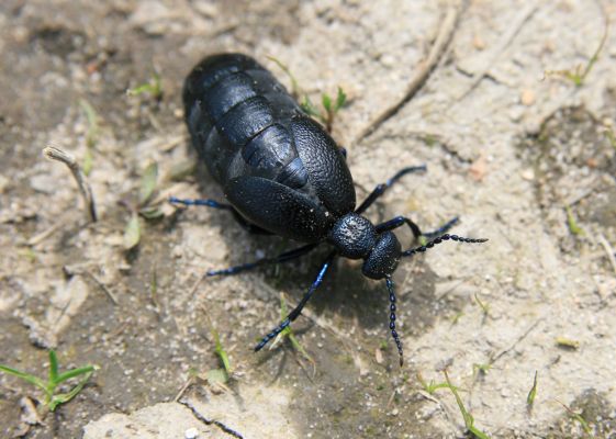 Bezděkov, 6.5.2017
Písčitá cesta pod eletrovody - Meloe proscarabeus.
Keywords: Bezděkov elektrovody Meloe proscarabeus