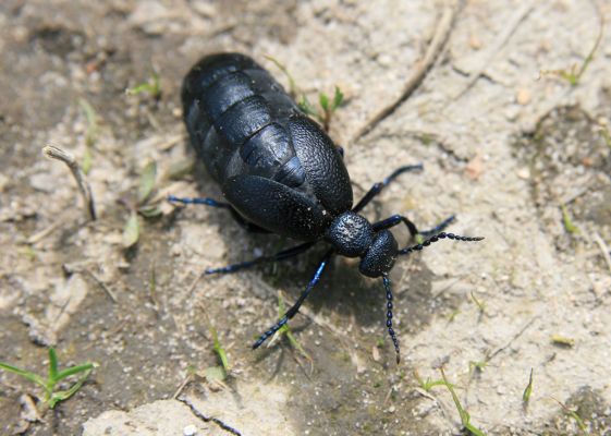 Bezděkov, 6.5.2017
Písčitá cesta pod eletrovody - Meloe proscarabeus.
Klíčová slova: Bezděkov elektrovody Meloe proscarabeus