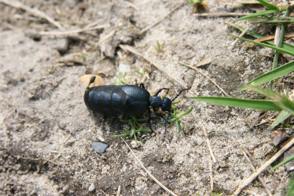 Bezděkov, 6.5.2017
Písčitá cesta pod eletrovody - Meloe proscarabeus.
Klíčová slova: Bezděkov elektrovody Meloe proscarabeus