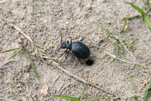 Bezděkov, 6.5.2017
Písčitá cesta pod eletrovody - Meloe proscarabeus. 
Klíčová slova: Bezděkov elektrovody Meloe proscarabeus