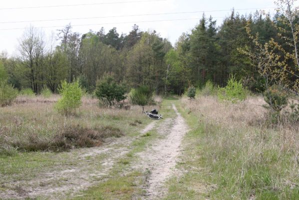 Bezděkov, 6.5.2017
Písčitá cesta pod eletrovody. 
Schlüsselwörter: Bezděkov elektrovody Meloe proscarabeus