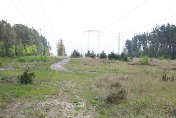 Bezděkov, 6.5.2017
Písčiny pod eletrovody.
Mots-clés: Bezděkov elektrovody Meloe proscarabeus Cardiophorus asellus