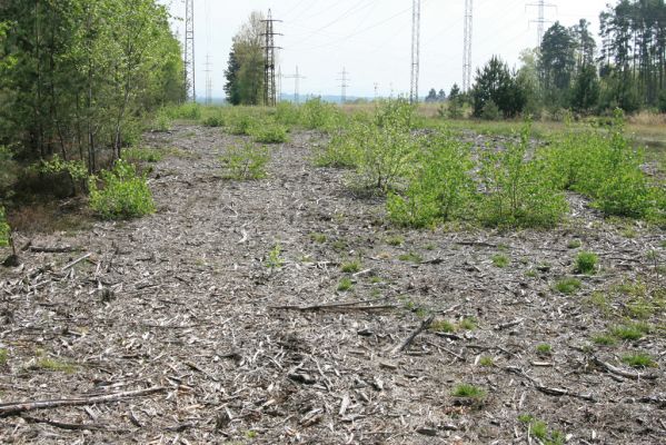 Bezděkov, 6.5.2017
Rozfrézované náletové dřeviny pod eletrovody.
Mots-clés: Bezděkov elektrovody