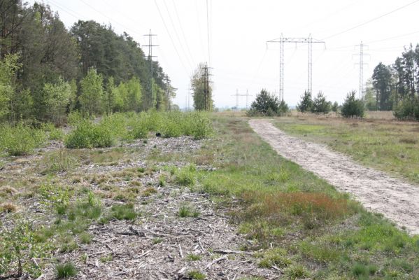 Bezděkov, 6.5.2017
Rozfrézované náletové dřeviny pod eletrovody.
Keywords: Bezděkov elektrovody Cardiophorus asellus