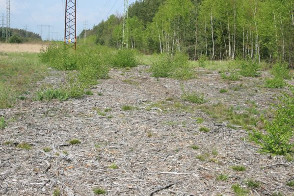 Bezděkov, 6.5.2017
Rozfrézované náletové dřeviny pod eletrovody.
Mots-clés: Bezděkov elektrovody