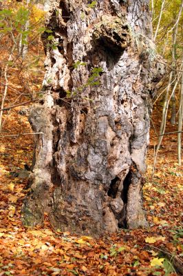 Bezděz, 19.10.2008
Velký Bezděz. Mrtvý buk u počátku křížové cesty.


Klíčová slova: Bezděz Velký Bezděz