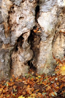 Bezděz, 19.10.2008
Velký Bezděz. Mrtvý buk u počátku křížové cesty.
Mots-clés: Bezděz Velký Bezděz