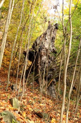 Bezděz, 19.10.2008
Velký Bezděz. Mrtvý buk u počátku křížové cesty.



Schlüsselwörter: Bezděz Velký Bezděz