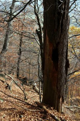 Bezděz, 19.10.2008
Mrtvá lípa v suťovém lese, osídlená kovaříky Ampedus cardinalis, Crepidophorus mutilatus a Elater ferrugineus a páchníky.



Klíčová slova: Bezděz Velký Bezděz Ampedus cardinalis Crepidophorus mutilatus Elater ferrugineus páchník Osmoderma