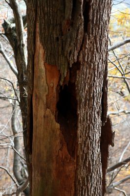 Bezděz, 19.10.2008
Mrtvá lípa v suťovém lese, osídlená kovaříky Ampedus cardinalis, Crepidophorus mutilatus a Elater ferrugineus a páchníky.



Klíčová slova: Bezděz Velký Bezděz Ampedus cardinalis Crepidophorus mutilatus Elater ferrugineus páchník Osmoderma