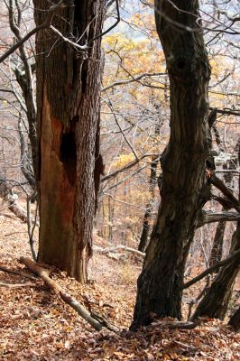 Bezděz, 19.10.2008
Mrtvá lípa v suťovém lese, osídlená kovaříky Ampedus cardinalis, Crepidophorus mutilatus a Elater ferrugineus a páchníky.



Klíčová slova: Bezděz Velký Bezděz Ampedus cardinalis Crepidophorus mutilatus Elater ferrugineus páchník Osmoderma