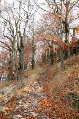 Bezděz, 19.10.2008
Cesta na Velký Bezděz - suťový les na západním svahu.



Klíčová slova: Bezděz Velký Bezděz Crepidophorus mutilatus Elater ferrugineus Ischnodes sanguinicollis