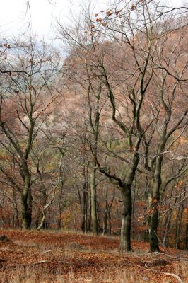 Bezděz, 19.10.2008
Velký Bezděz, suťový les na západním svahu.


Schlüsselwörter: Bezděz Velký Bezděz