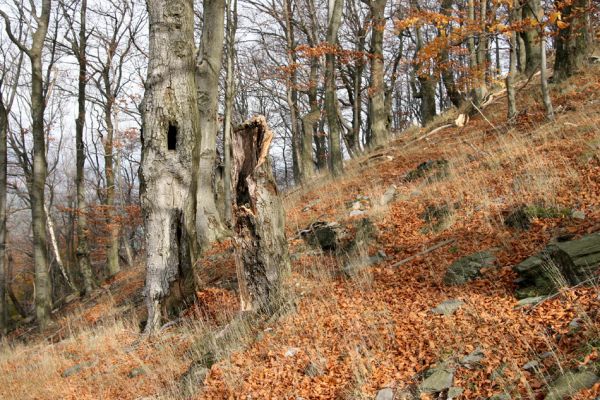 Bezděz, 19.10.2008
Velký Bezděz, suťový les na západním svahu.


Klíčová slova: Bezděz Velký Bezděz Crepidophorus mutilatus Elater ferrugineus Ischnodes sanguinicollis Hypoganus inunctus Megapenthes lugens