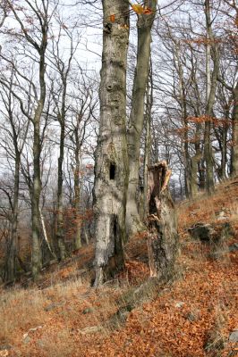 Bezděz, 19.10.2008
Velký Bezděz, suťový les na západním svahu.



Klíčová slova: Bezděz Velký Bezděz Crepidophorus mutilatus Elater ferrugineus Ischnodes sanguinicollis Hypoganus inunctus Megapenthes lugens