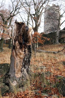 Bezděz, 19.10.2008
Velký Bezděz, suťový les na západním svahu.



Mots-clés: Bezděz Velký Bezděz Hypoganus inunctus