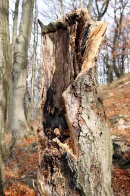 Bezděz, 19.10.2008
Velký Bezděz, suťový les na západním svahu.



Klíčová slova: Bezděz Velký Bezděz Hypoganus inunctus