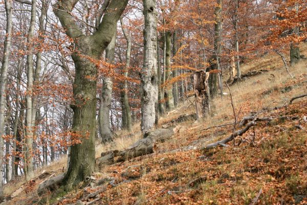 Bezděz, 19.10.2008
Velký Bezděz, suťový les na západním svahu.



Klíčová slova: Bezděz Velký Bezděz Crepidophorus mutilatus Elater ferrugineus Ischnodes sanguinicollis Hypoganus inunctus Megapenthes lugens