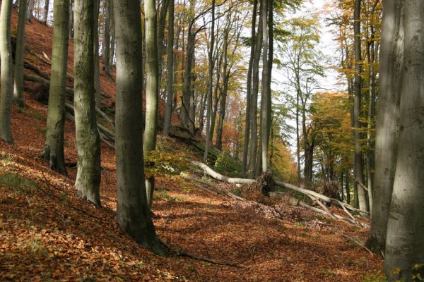 Bezděz, 19.10.2008
Malý Bezděz, suťový les na východním svahu.
 

Klíčová slova: Bezděz Malý Bezděz