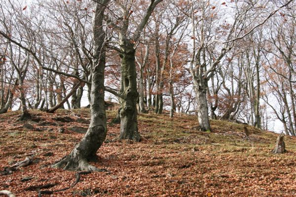 Bezděz, 19.10.2008
Malý Bezděz, suťový les na východním svahu.



Schlüsselwörter: Bezděz Malý Bezděz Crepidophorus mutilatus