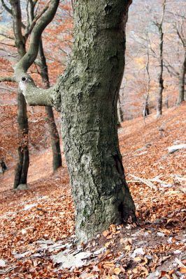 Bezděz, 19.10.2008
Malý Bezděz, suťový les na východním svahu. Buk osídlený kovaříky Crepidophorus mutilatus, Elater ferrugineus a Ischnodes sanguinicollis.




Klíčová slova: Bezděz Malý Bezděz Crepidophorus mutilatus Elater ferrugineus Ischnodes sanguinicollis