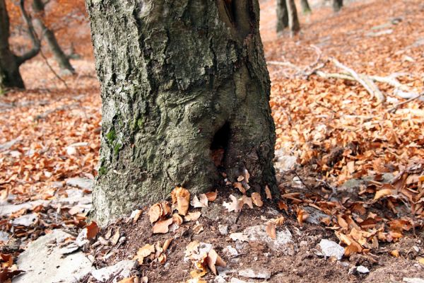 Bezděz, 19.10.2008
Malý Bezděz, suťový les na východním svahu. Buk osídlený kovaříky Crepidophorus mutilatus, Elater ferrugineus a Ischnodes sanguinicollis.


Schlüsselwörter: Bezděz Malý Bezděz Crepidophorus mutilatus Elater ferrugineus Ischnodes sanguinicollis