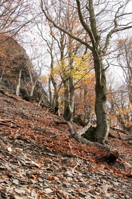 Bezděz, 19.10.2008
Malý Bezděz, suťový les na jižním svahu.


Klíčová slova: Bezděz Malý Bezděz Crepidophorus mutilatus Elater ferrugineus Ischnodes sanguinicollis