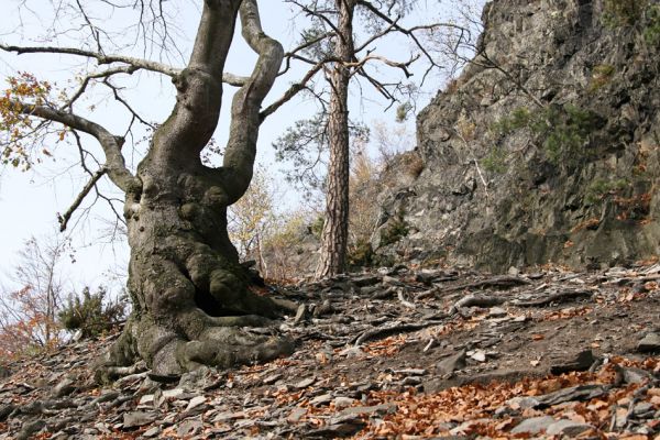 Bezděz, 19.10.2008
Malý Bezděz, suťový les na jižním svahu.



Mots-clés: Bezděz Malý Bezděz Paraphotistus impressus