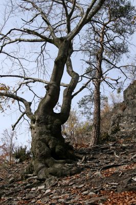 Bezděz, 19.10.2008
Malý Bezděz, suťový les na jižním svahu.


Klíčová slova: Bezděz Malý Bezděz Paraphotistus impressus