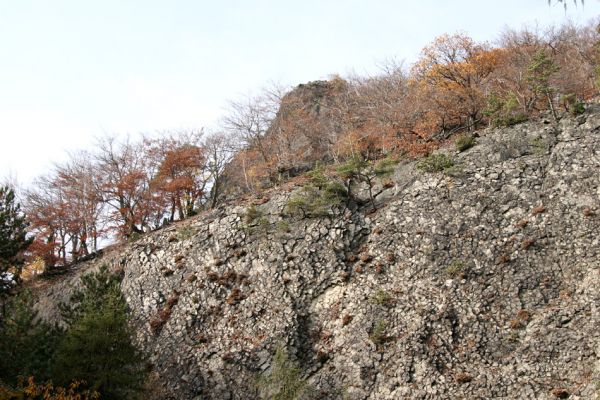 Bezděz, 19.10.2008
Malý Bezděz - starý lom.
Klíčová slova: Malý Bezděz lom