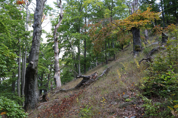 Bezděz, 6.10.2022
Bezděz.
Mots-clés: Bezděz Crepidophorus mutilatus Elater ferrugineus Megapenthes lugens Ischnodes sanguinicollis