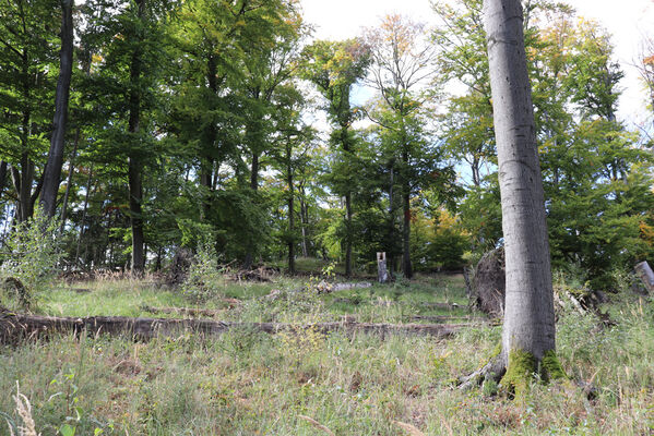 Bezděz, 6.10.2022
Slatinné vrchy, vichřicí poničená bučina pod hlavním vrcholem.
Keywords: Bezděz Slatinné vrchy Ampedus cinnabarinus