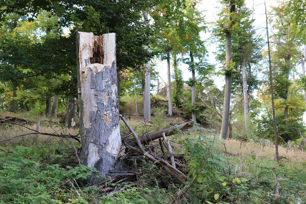 Bezděz, 6.10.2022
Slatinné vrchy, bučina pod vrcholem.
Schlüsselwörter: Bezděz Slatinné vrchy