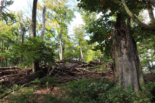 Bezděz, 6.10.2022
Slatinné vrchy, bučina pod vrcholem.
Keywords: Bezděz Slatinné vrchy