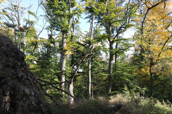 Bezděz, 6.10.2022
Slatinné vrchy, bučina pod vrcholem.
Klíčová slova: Bezděz Slatinné vrchy