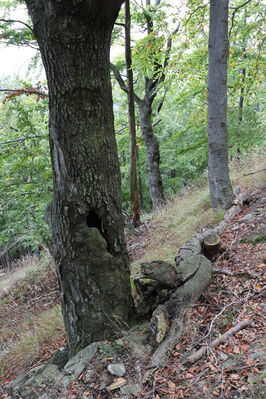 Bezděz, 6.10.2022
Bezděz.
Klíčová slova: Bezděz Crepidophorus mutilatus Elater ferrugineus