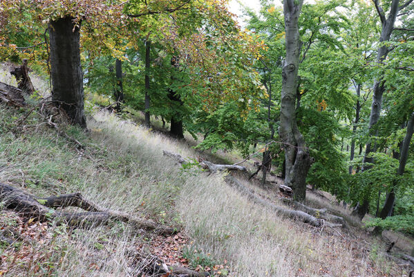 Bezděz, 6.10.2022
Bezděz.
Mots-clés: Bezděz Crepidophorus mutilatus Elater ferrugineus Megapenthes lugens Ischnodes sanguinicollis