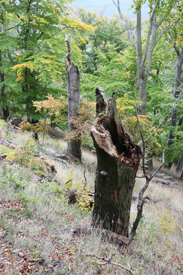 Bezděz, 6.10.2022
Bezděz. 
Keywords: Bezděz Crepidophorus mutilatus Elater ferrugineus