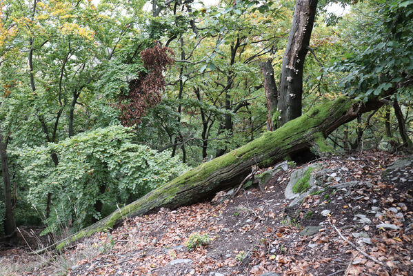 Bezděz, 6.10.2022
Bezděz.
Schlüsselwörter: Bezděz